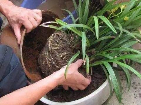 万年青换盆需要修剪根系吗？换盆技巧有哪些