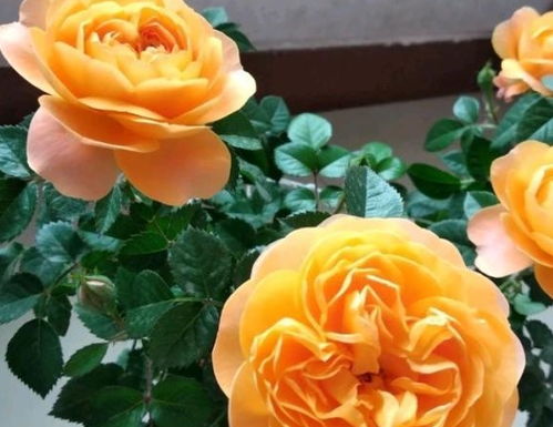 齐格月季的美丽与魅力