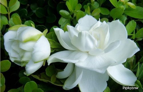 栀子花开败，如何保存花香