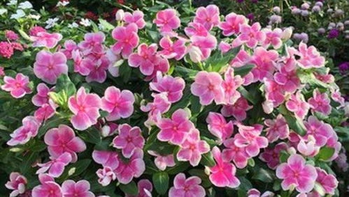 家庭养殖秘籍：掌握扼子花的栽培技巧，轻松绽放美丽花朵！