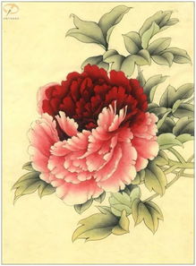 牡丹花色怎么涂？5分钟速成