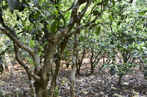 古树宋种茶价格一览：尚客茶叶批发报价大揭秘！