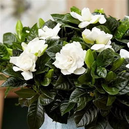 浇水玄学：陶盆三天一浇， 塑料盆七天一浇