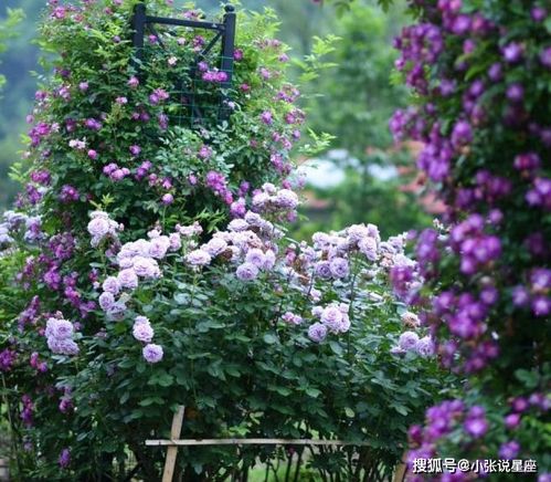 紫罗兰种植要点及寓意：紫气东来