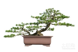 如何养护五针松