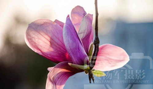 光照：阳光下的玉兰蕞灿烂