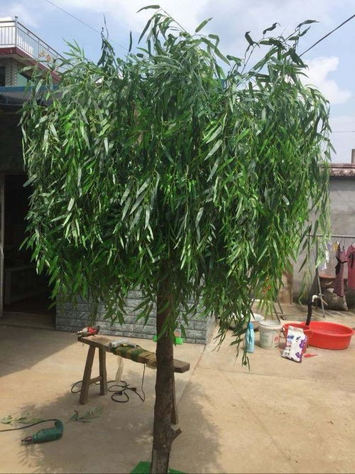 柳树柔韧性强，为什么不做盆景