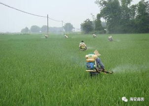 使用农药的注意事项