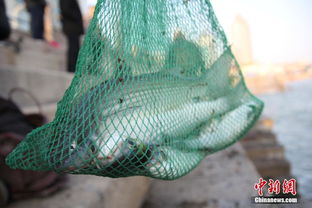 青岛栈桥捕梭鱼，一网捕获几十斤