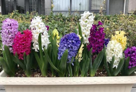 土生土长的花儿， 1800米的海拔也嫩绽放光彩