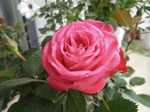 月季花为何容易招红蜘蛛？
