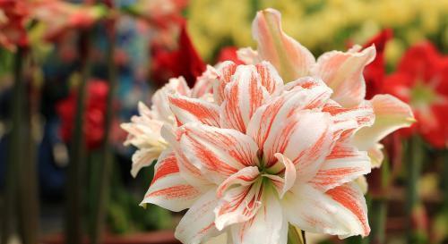 阳台种牡丹花行不行？老花匠教你这样养