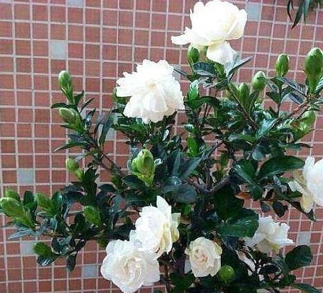 春节花卉总枯萎， 原因让人费解