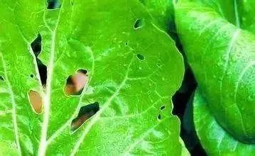 6. 辣椒水防治虫害