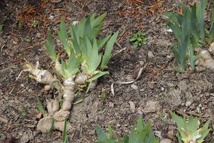 块茎花卉那些事儿