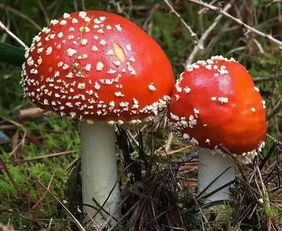 蘑菇摘后如何种植？如何让它们重新生长