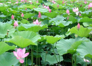 荷花种苗， 不一样的价格