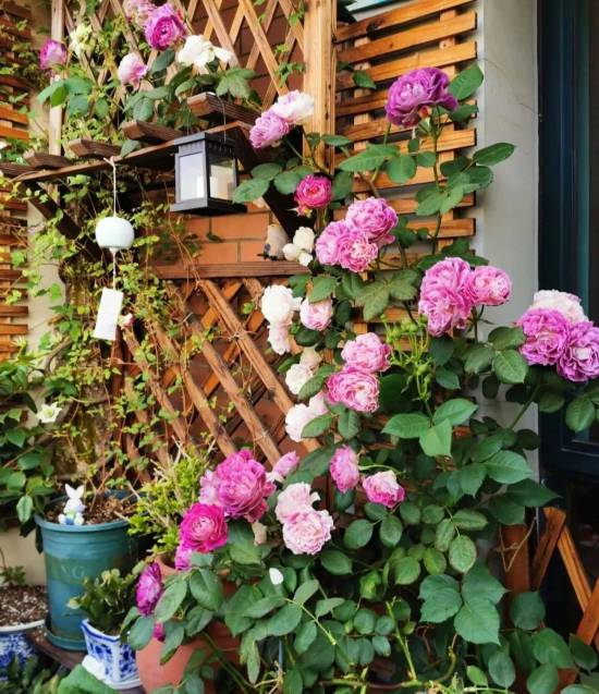 攀援月季的修剪方法