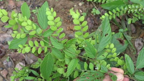 第三种：虎尾草