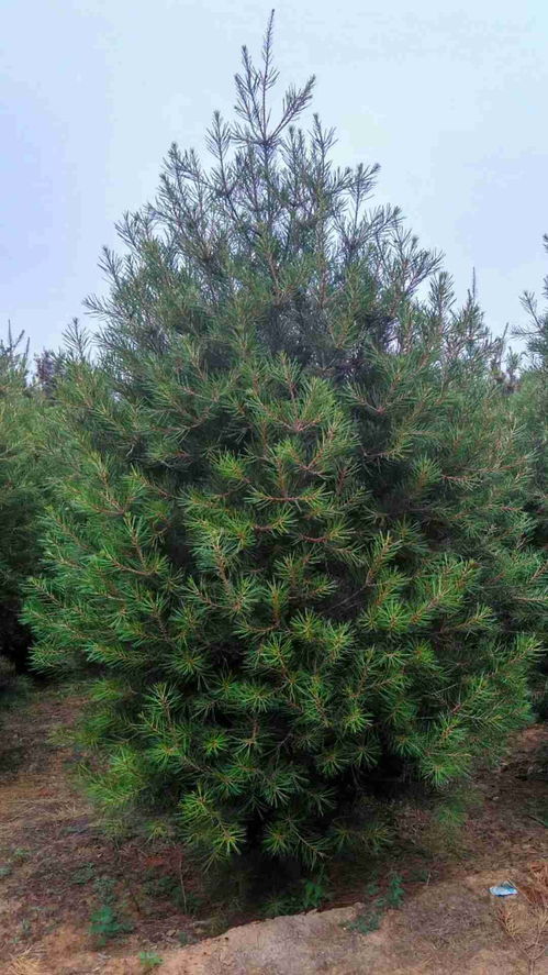 栽植时间和成活率