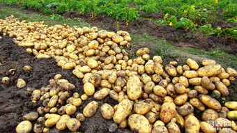 怎么才Neng保证土豆吃得平安？