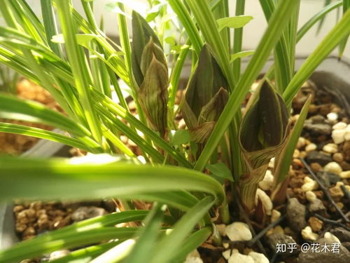 为什么我的花蕾和花苞dou不开花？揭秘花不开花的原因