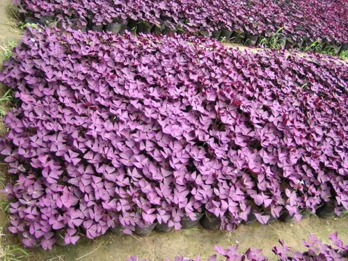 它对土壤和环境有什么要求吗？