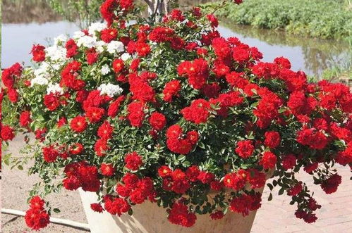月季花品种大全中，哪种月季花适合在北方寒冷地区种植