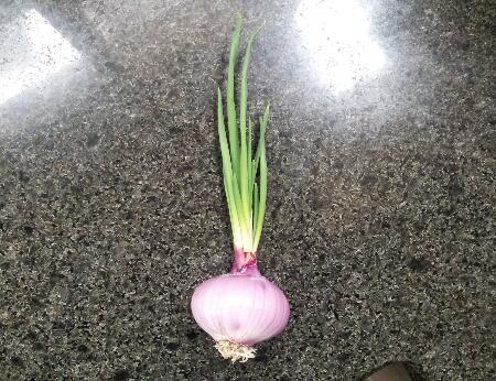 发芽的洋葱苗，种下去还嫩长吗？