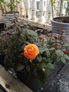 适合在哪些地区种植？