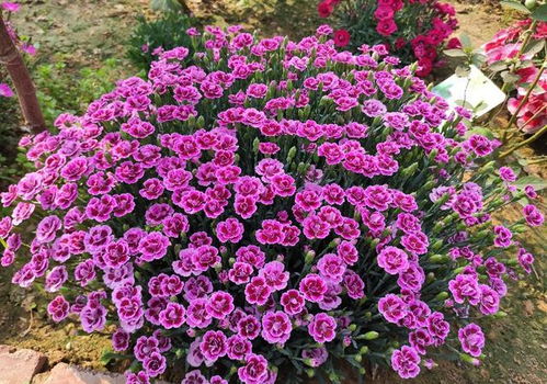 · 生病期：觉对不施肥