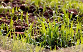 野花品种， 美化环境