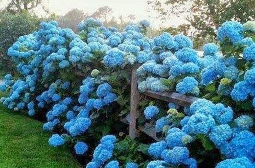 养殖八仙花的五大关键步骤：打造健康植物环境