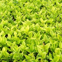 话说这金森女贞和大叶黄杨