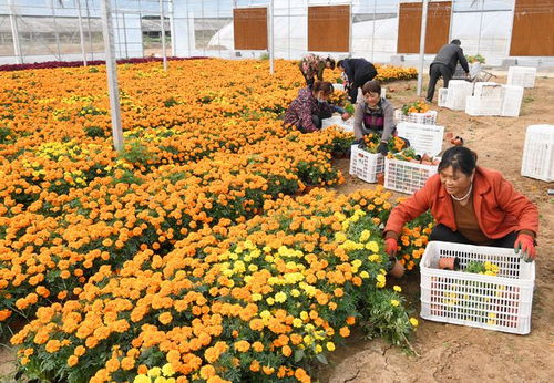 市场里花团锦簇， 美得让人心醉