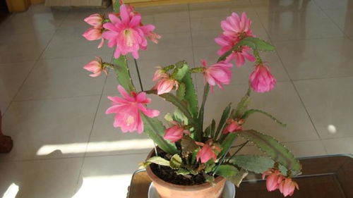 令箭荷花生长的温度与湿度条件揭秘