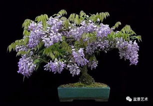 第三步：控制生长