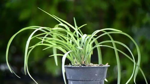 兰花施用磷酸二氢钾，正确方法hen重要