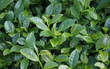 山茶油苗种植最佳季节：湖北茶树基地联系电话揭晓！