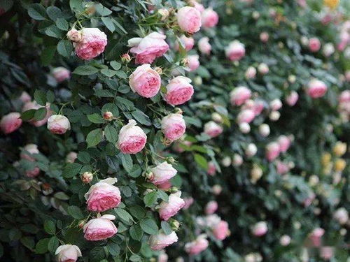 推荐十大经典耐寒藤本月季品种