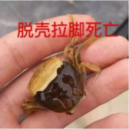 河蟹不蜕壳症是河蟹养殖中常见疾病