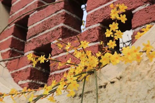 冬天为什么迎春花不落叶