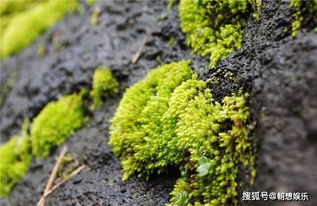 苔藓保存法，如何让户外挖来的苔藓鲜活如初