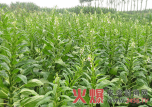 芝麻田里的杂草如何除？