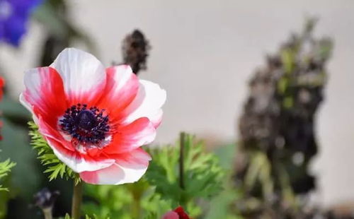 银莲花：喜凉爽， 耐寒，冬季生长梗旺盛