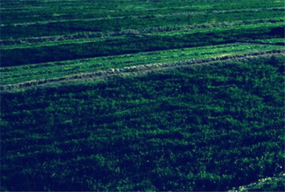 盐碱地的核心矛盾：盐多、碱重！