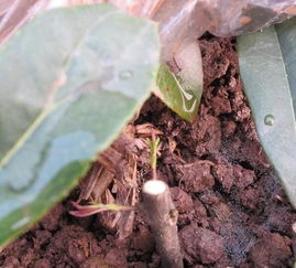 选对插穗， 紫竹生长梗快