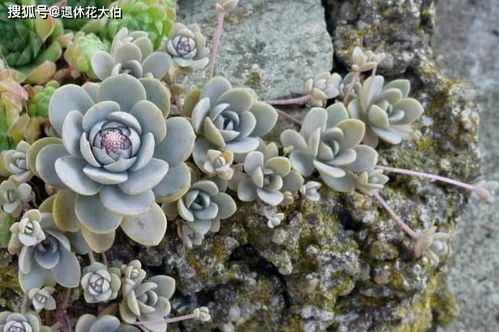 旱地莲种植技巧及莲花高效养殖全攻略