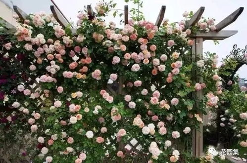 geng多固定方法介绍