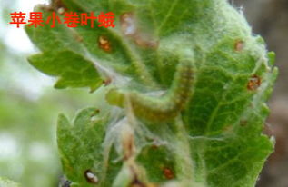 蚍虫灵与氟氯氰菊酯：虫害终结者的大PK